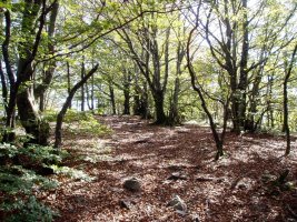 Jentiletxe eta Gorostiaga arteko bidea