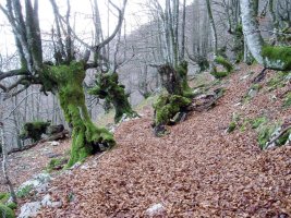 Biozkorniatik Intzuzaeta lepora jaisten den bidea