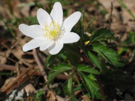 Lorea eta ostoa, Araba aldeko harizti batean