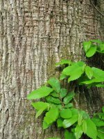 Enbor helduaren azala eta hostoak