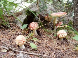 Kuleto faltsuak (Amanita muscaria)