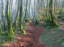 IMko bizkarreko igoera basoan gora