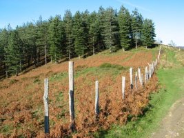 Beibategi / Beibatari muinoa, IMko hegian