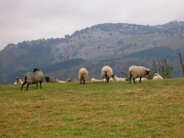 Ovejas en lo caser?os.