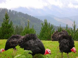 ?Pavos aut?ctonos?...