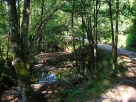 ?El camino es precioso!