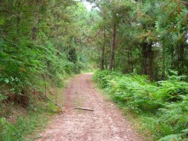 Tranquilo paseo a media ladera.