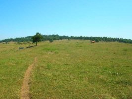 Los pastos se abren infinitos.