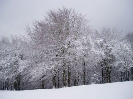 Basoa Ultzama lepotik gertu