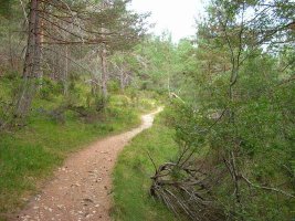 El sendero de ascenso es precioso.