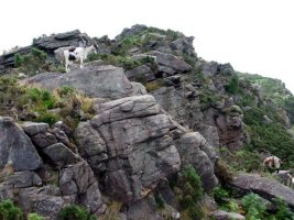 IMko gandorra, ahuntzentzako leku aproposa