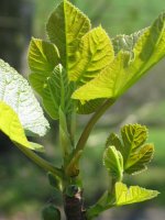 Hosto berriak adaska baten muturrean