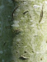 Enbor gaztearen azala