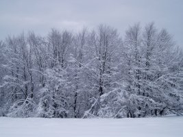 Pagadia Kurutzebakar inguruan