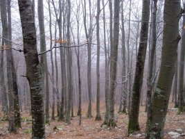 Lendoño Goitiatik igotzen den bideak zeharkatzen duen basoa