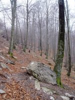 "Errena harria" Lendoño Goitiatik igotzen den bidean