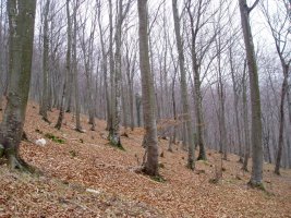 Lendoño Goitiatik igotzen den bideak zeharkatzen duen basoa