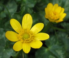 Ranunculus ficaria