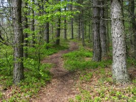 Mendebaldeko gandorreko bidea