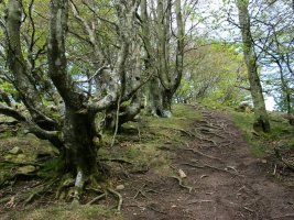 Oregiko gainera heltzean