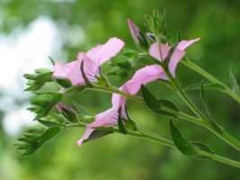 Loreak eta zurtoinak