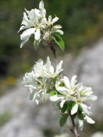 Amelanchier ovalis