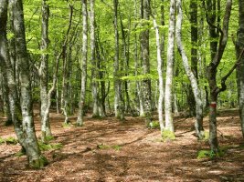 GR bidea Iparraldeko isurialdeko basoan barrena