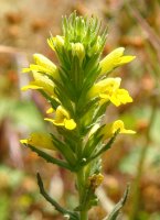 Parentucellia viscosa 