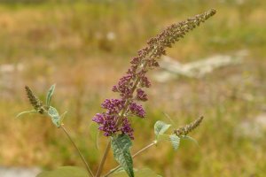 Zabaldu gabeko loreak