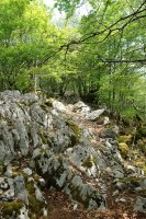 Hegoaldeko bizkarreko bidea, basoan barrena