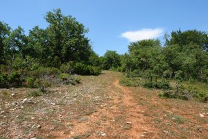 Birgala aldeko bidea