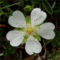 Potentilla montana
