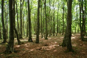 Tontorraren inguruak