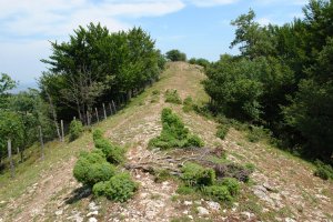 Iparraldeko bikar luzea