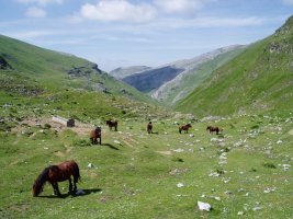 Pardeluts iturriaren inguruak