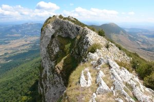 Ekialdeko gandorra (X)