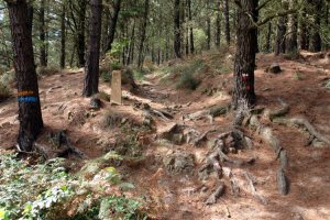 Hiru ibilbideren arrastoak