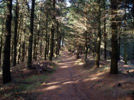 Ekialdeko bizkarreko bidea