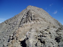 Swan lepotik ikusita