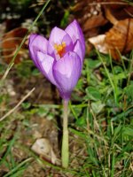 Basa azafrana (Crocus nudiflorus)