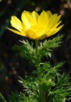 Adonis vernalis