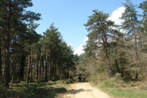 Ohiko bidea, pinudian barrena, Paul mt.tik