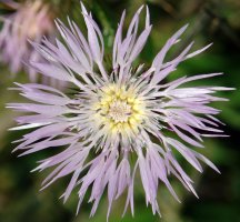 Galactites tomentosa