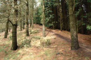 Azkarateko hegoaldeko bizkarreko bidea