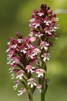 Orchis ustulata