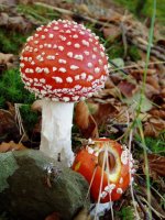 Kuleto faltsua (Amanita muscaria)