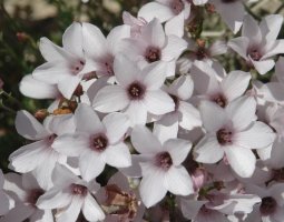 Linum suffruticosum appressum