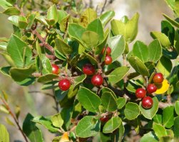 Fruituak eta hostoak