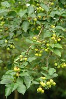 Fruituak eta hostoak