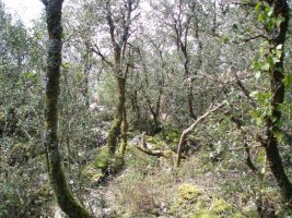 Marua-buzoiaren ingurua